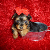 Yorkie Puppies