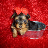 SOLD TO MS.JEAN!! JayJay  Yorkshire Terrier Yorkie Black And Gold Male Born 12-23-2022 Click This Line for more