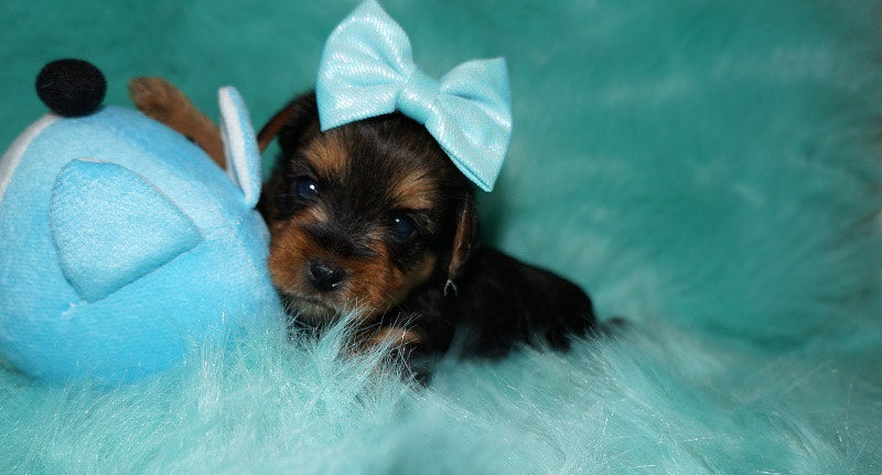 SOLD TO SHERRIE HARDBECK!! PICK UP 9/5 Nate Yorkshire Terrier Yorkie Male Born 7-10-2022 Click This Line For More Info