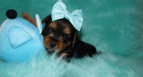 Yorkie Puppies