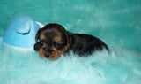SOLD TO SHERRIE HARDBECK!! PICK UP 9/5 Nate Yorkshire Terrier Yorkie Male Born 7-10-2022 Click This Line For More Info